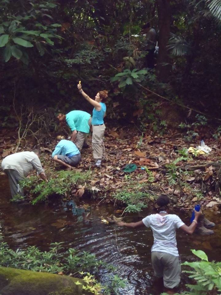 Belize spider collection 2013